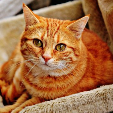 Karma bezzbożowa dla kota: Zdrowe rozwiązanie dla Twojego pupila